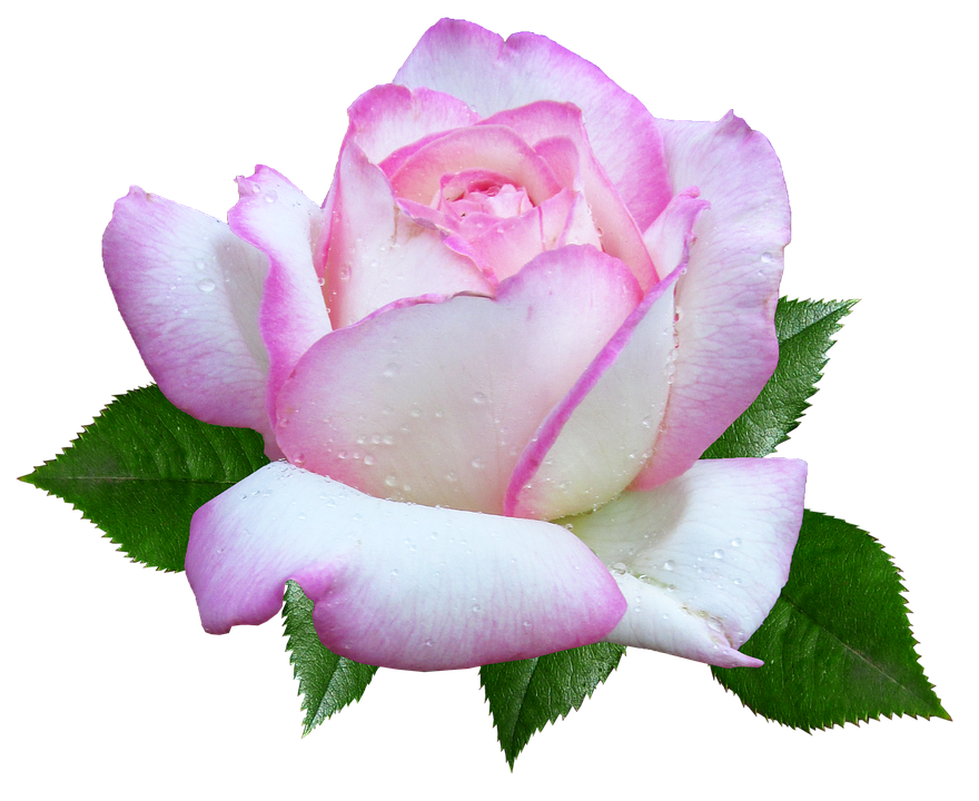 Pink White Rose Dewdrops.png PNG