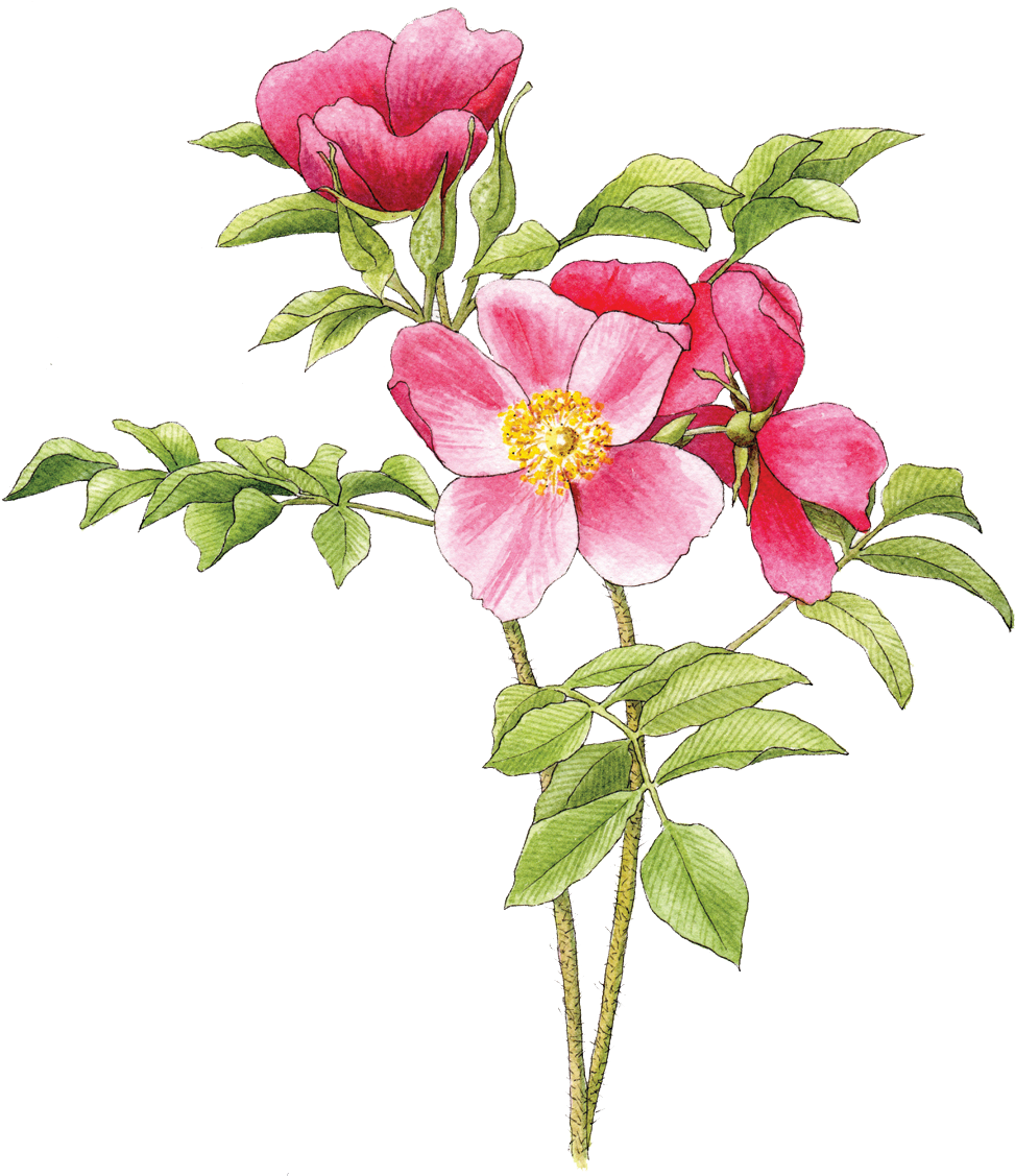 Pink Wild Rose Illustration PNG