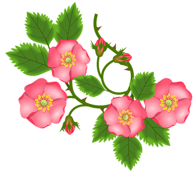 Pink Wild Roses Illustration PNG