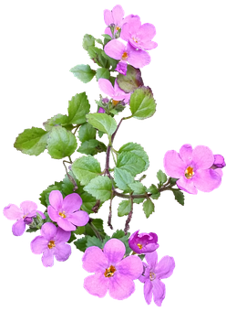 Pink Wildflowerson Black Background PNG