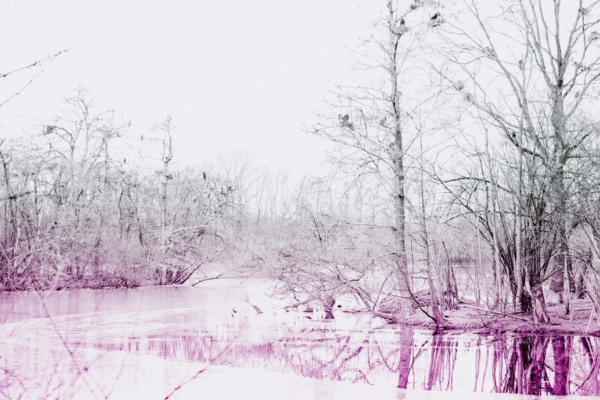 Pink Winter Forest Reflections.jpg Wallpaper