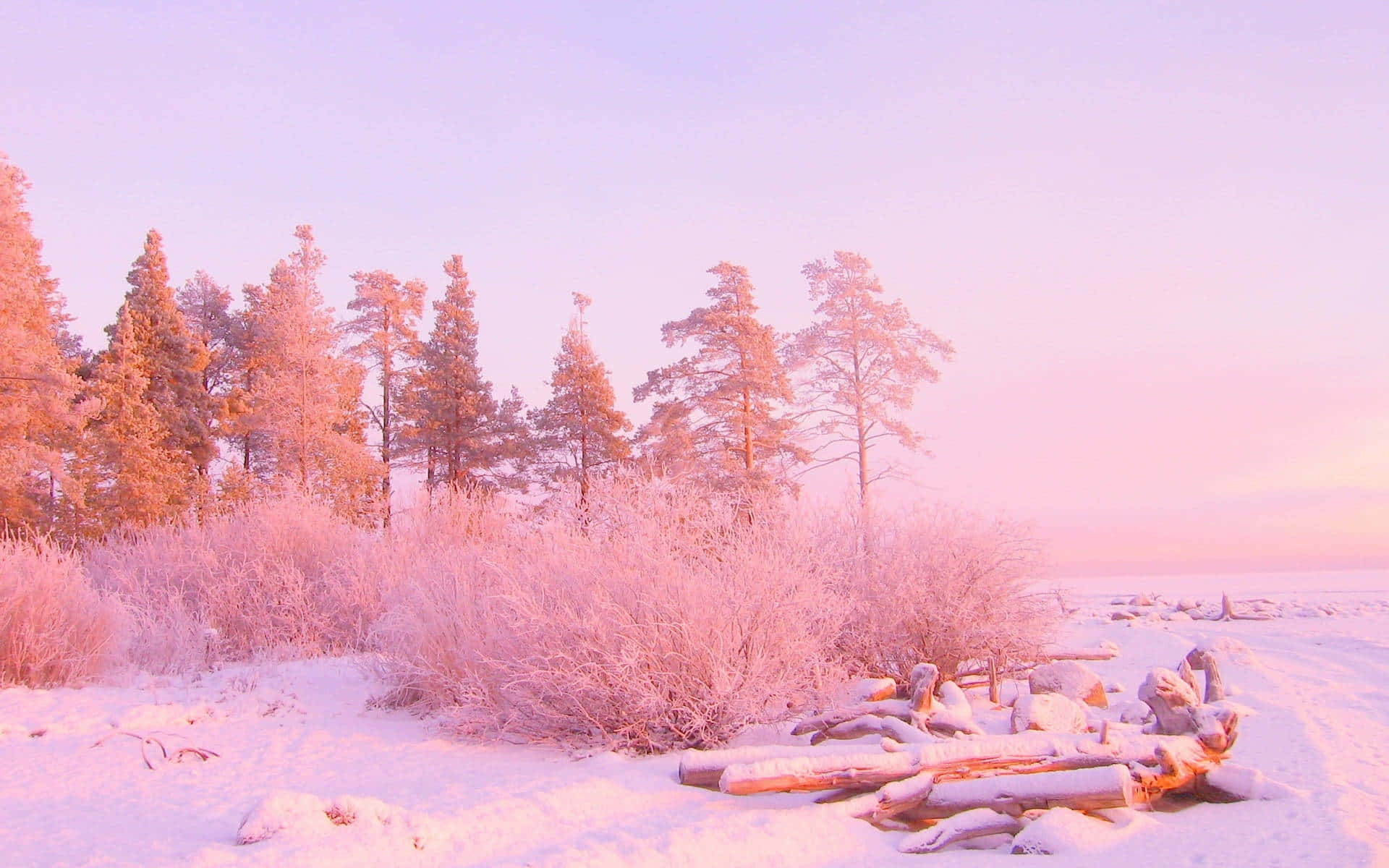 Pink Winter Forest Sunset Wallpaper