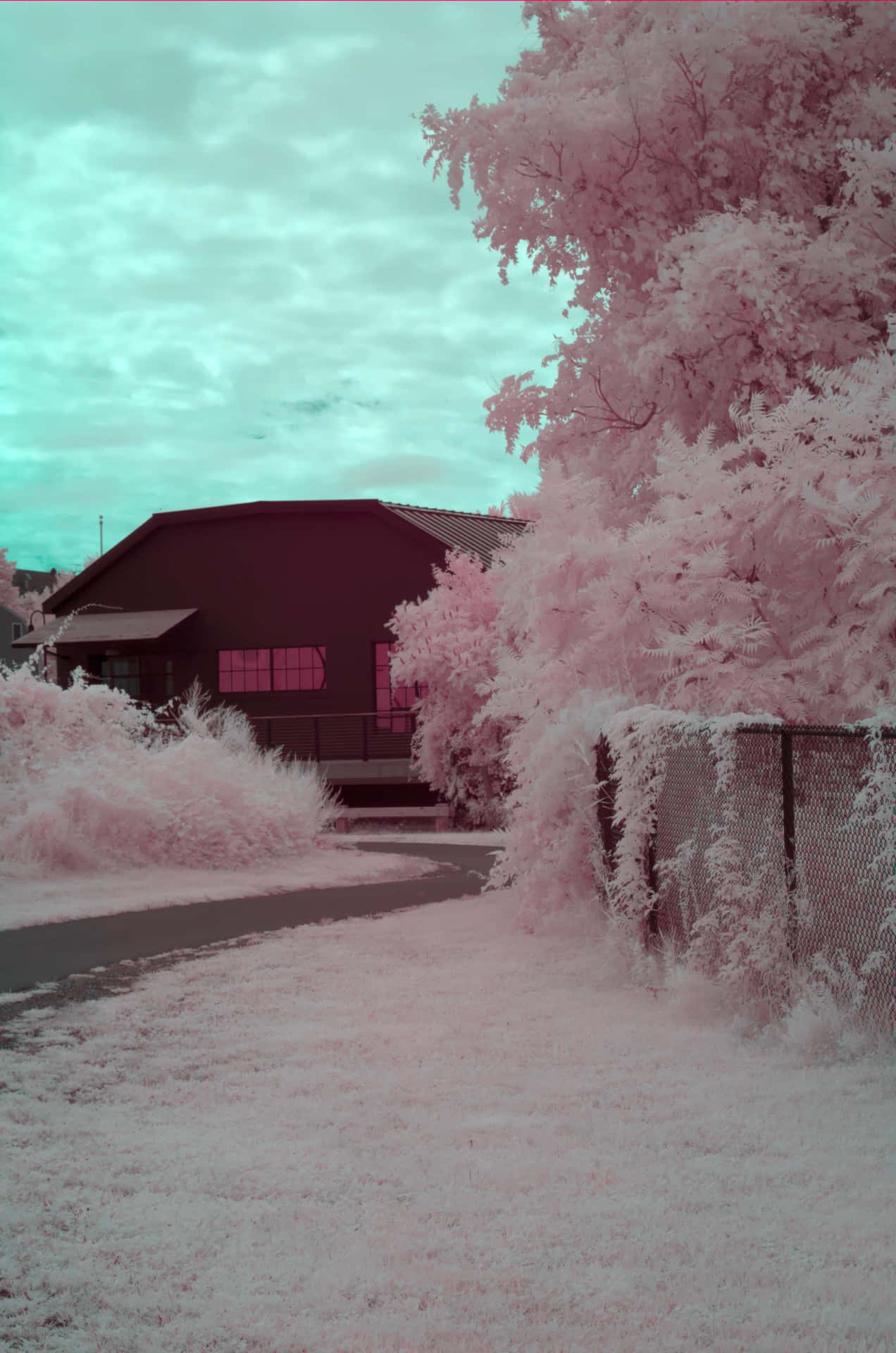 Pink Winter Scene Infrared Photography Wallpaper