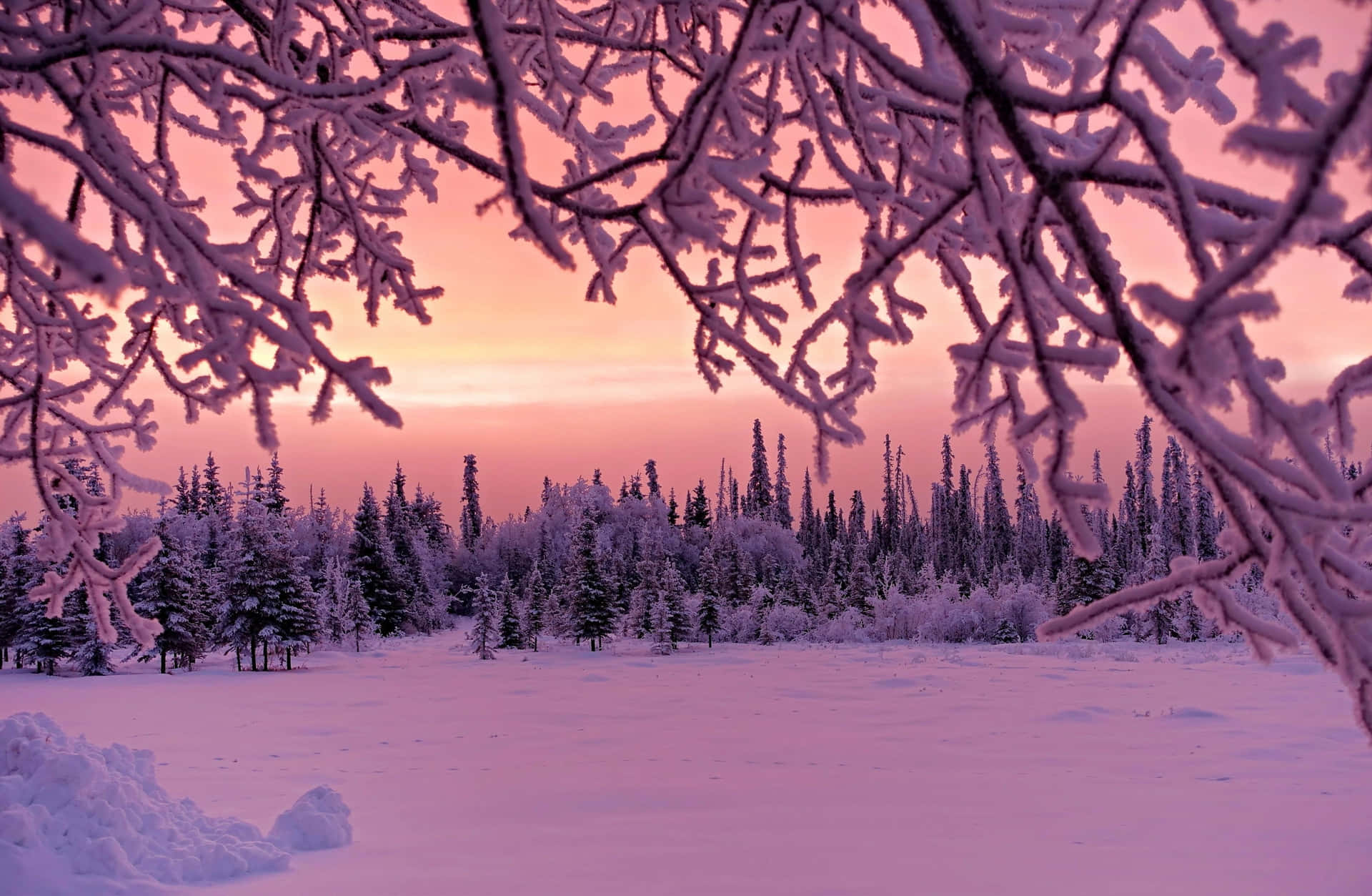 Download Pink Winter Sunset Forest Landscape Wallpaper | Wallpapers.com