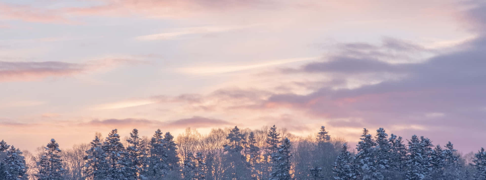 Roze Winter Zonsondergang Bos Sneeuwlandschap Achtergrond