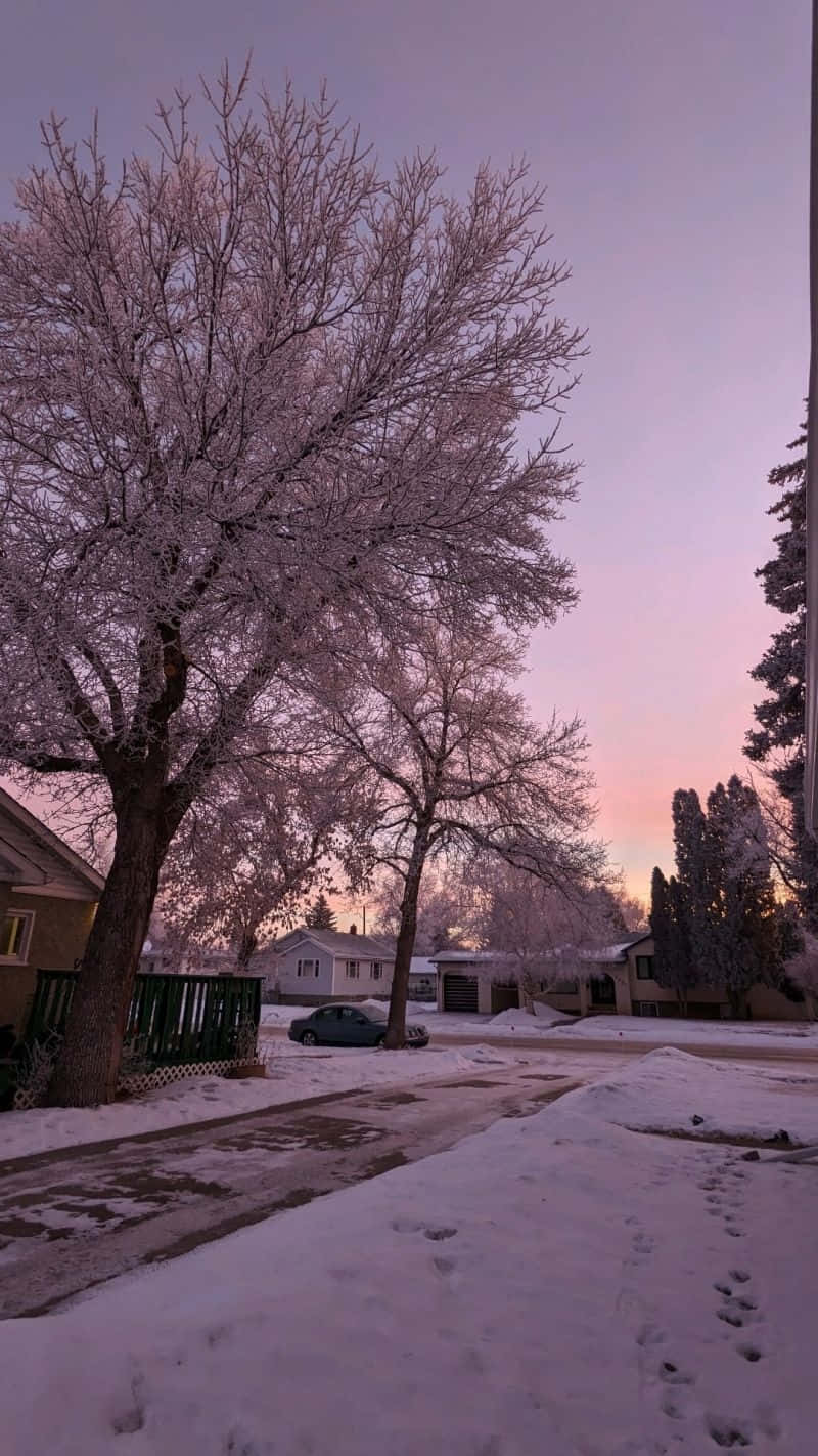 Pink Winter Sunset Frosted Trees Wallpaper