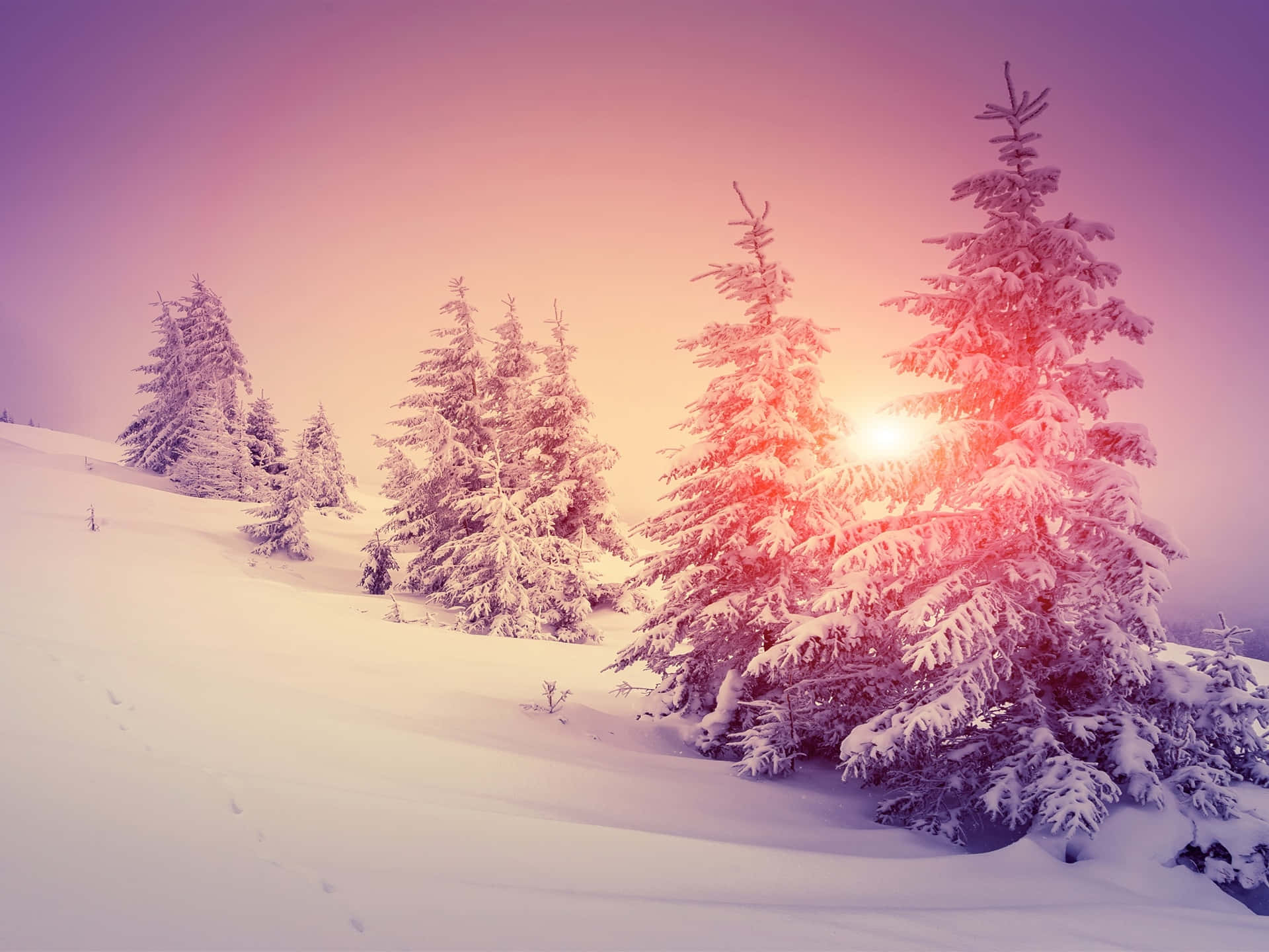 Download Pink Winter Sunset Snowscape Wallpaper | Wallpapers.com