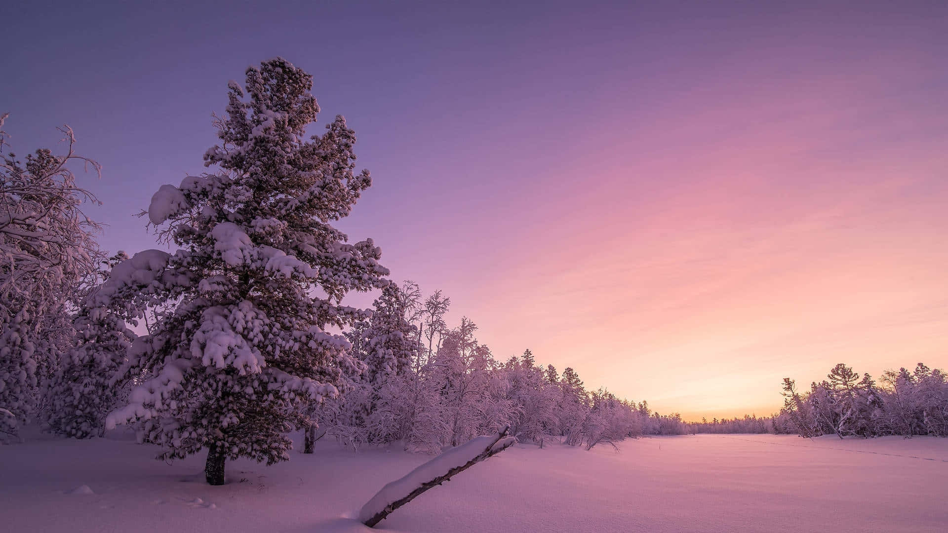 Pink Winter Sunset Snowscape Wallpaper