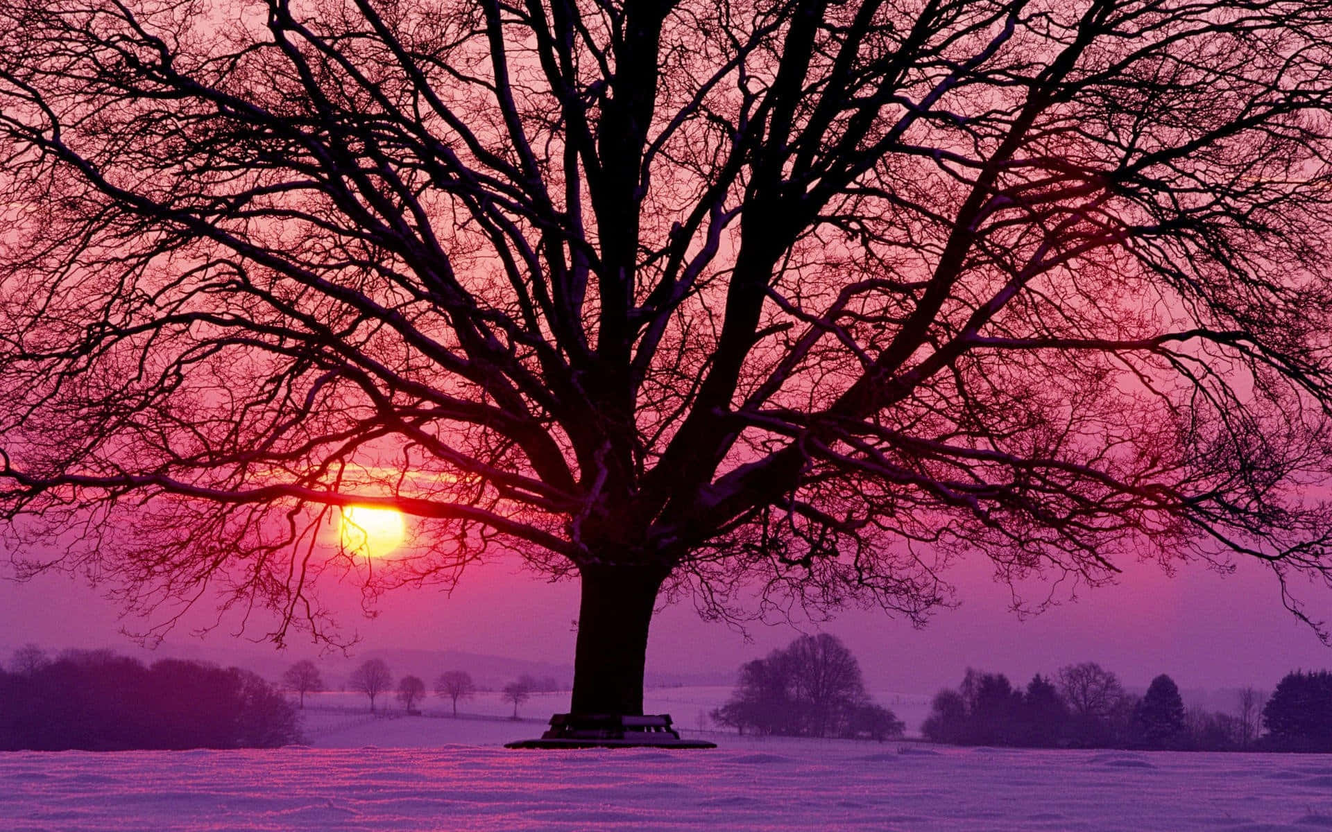 Roze Winter Zonsondergang Boom Sneeuwlandschap Achtergrond