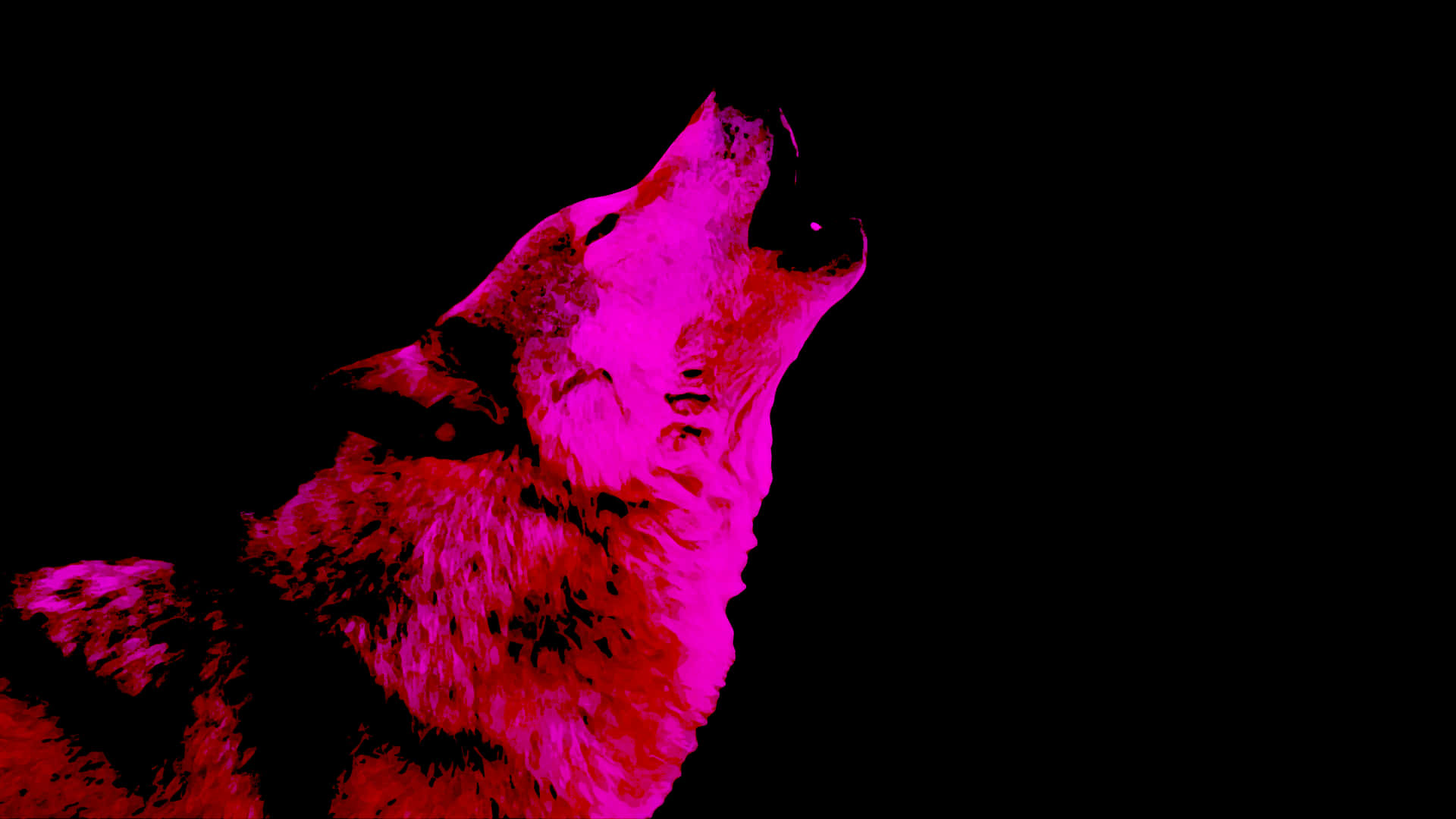 Einmysteriöser Rosa Wolf Starrt In Die Nacht. Wallpaper