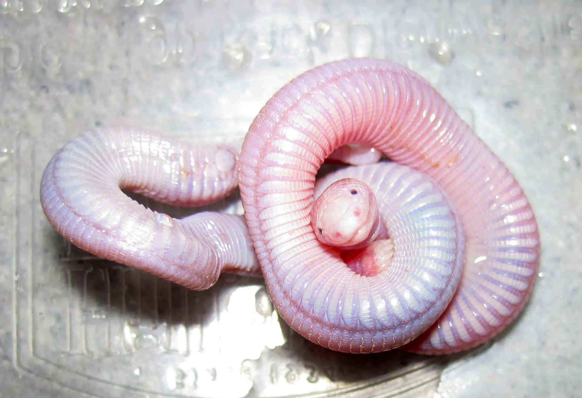 Pink Worm Lizard Curled Up Wallpaper