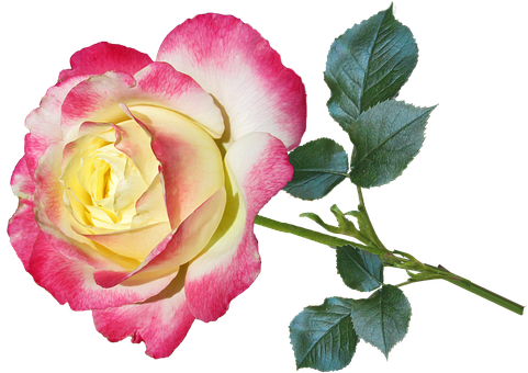 Pink Yellow Rose Black Background PNG