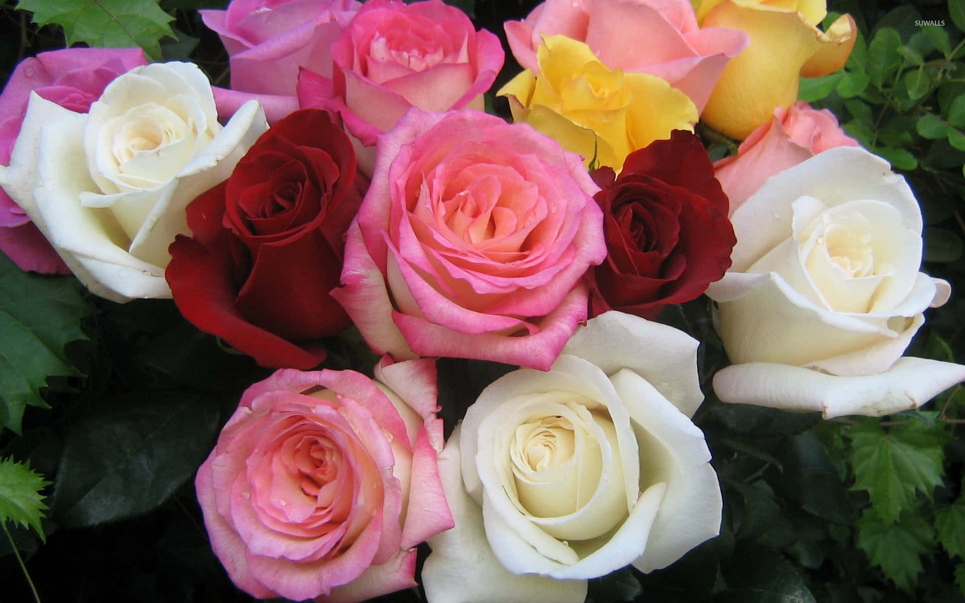 Pink Yellow White Red Rose Bouquet Wallpaper