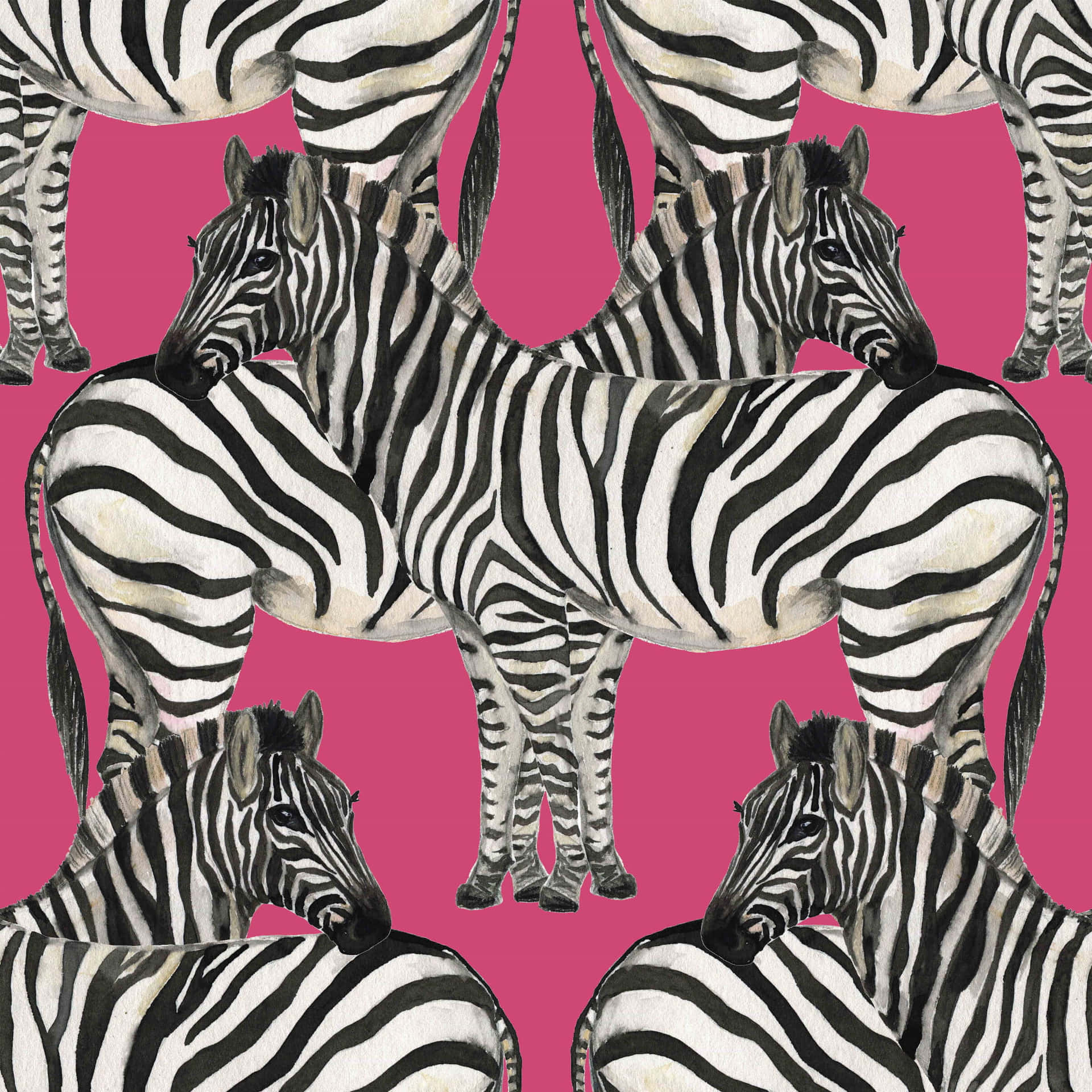 Zebra On Pink Background Wallpaper