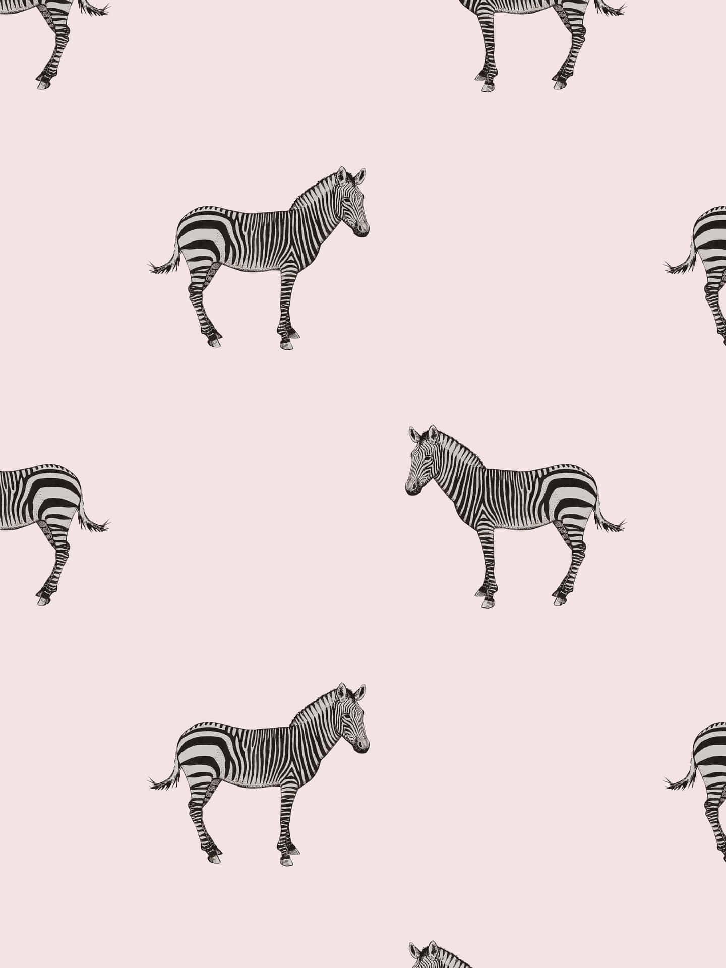 Pink Background Mini Zebra Wallpaper