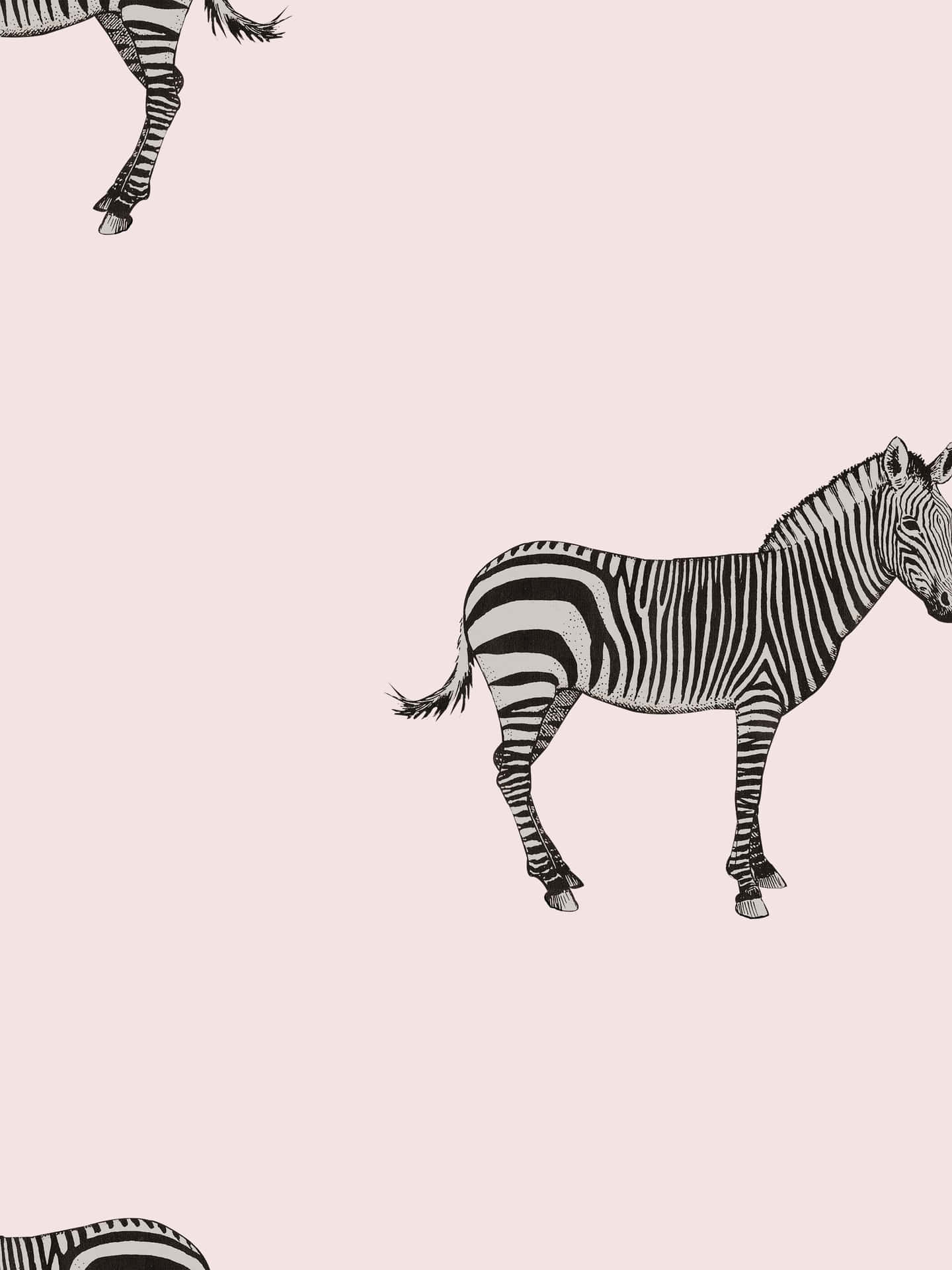 Zebras On A Pink Background Wallpaper