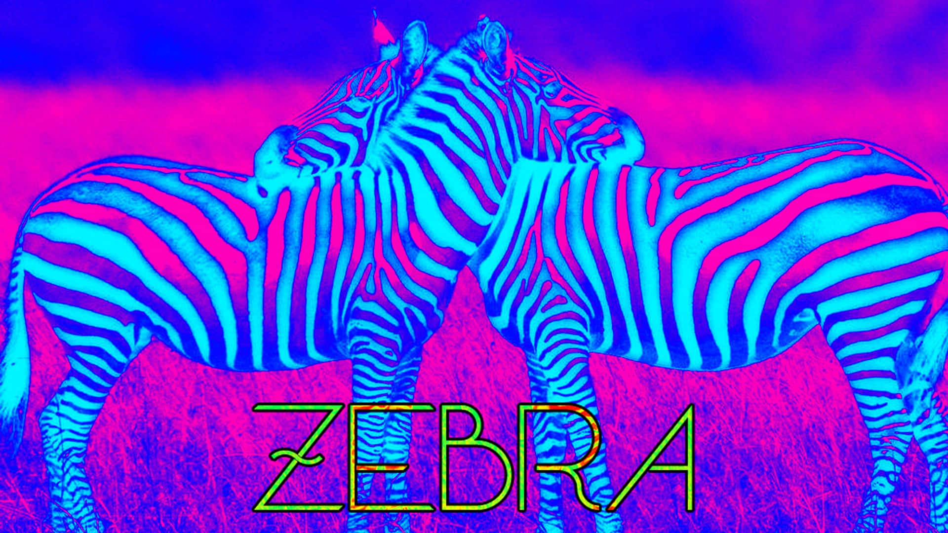 Neon Blue And Pink Zebra Wallpaper