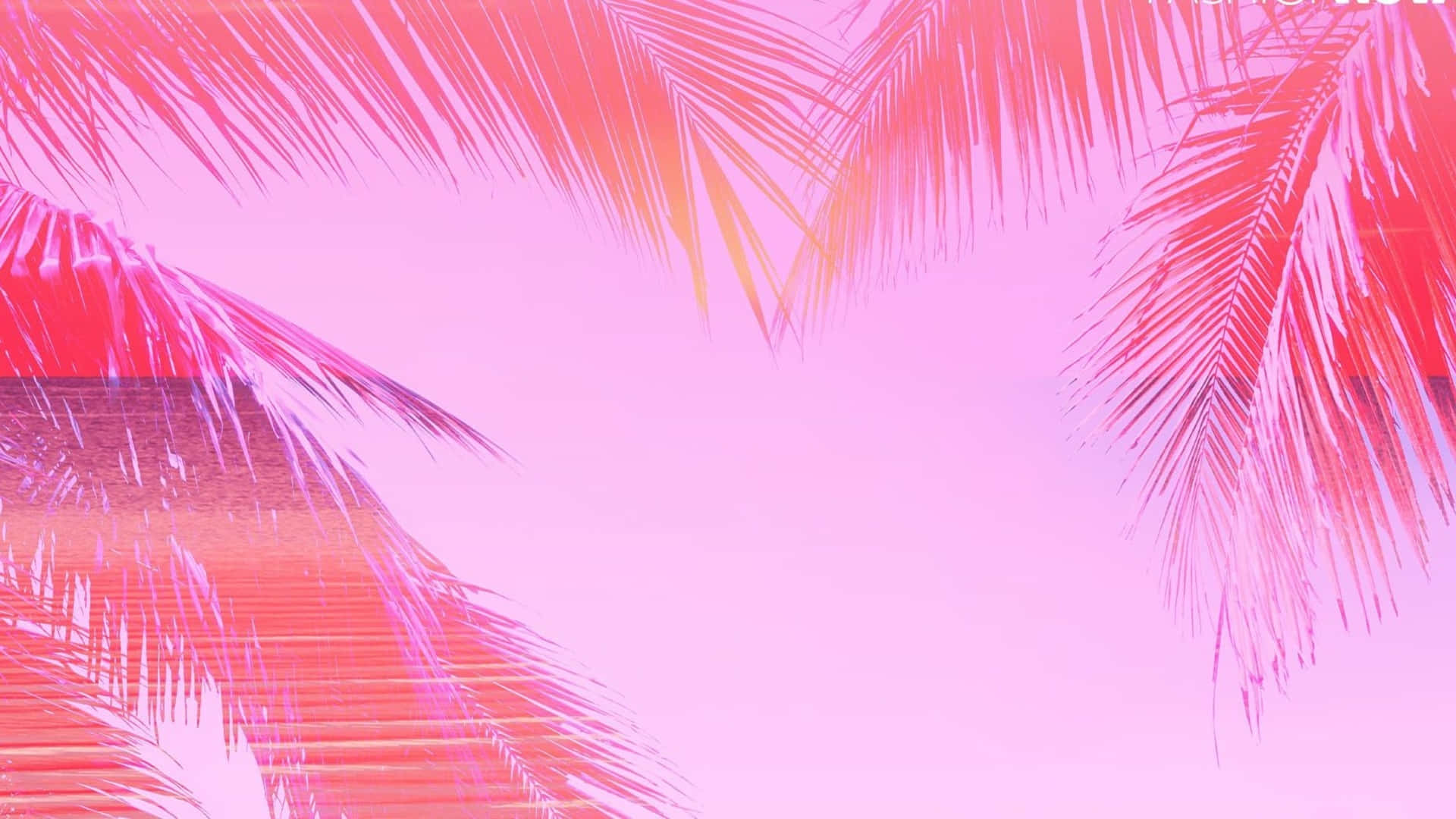 Download A Pink And Pink Background With Palm Trees | Wallpapers.com