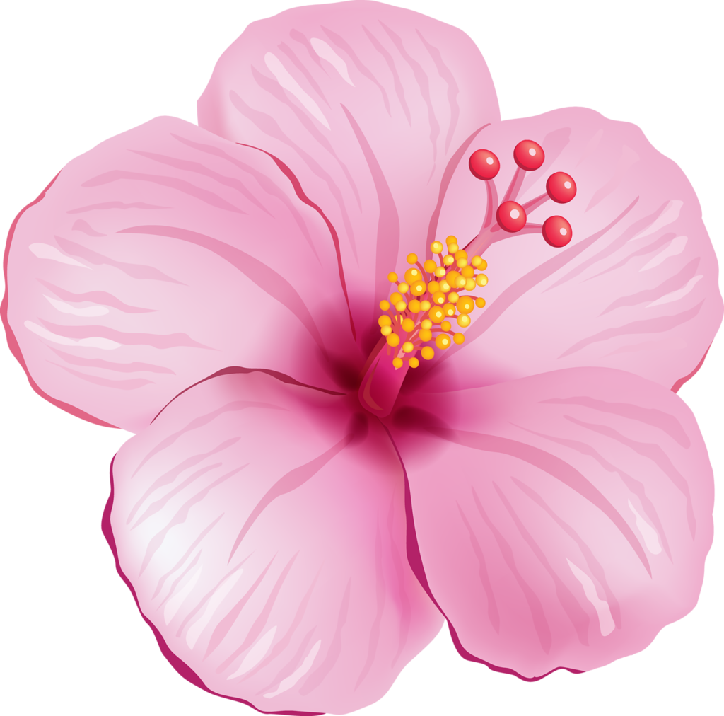 Pink_ Hibiscus_ Bloom_ Illustration PNG