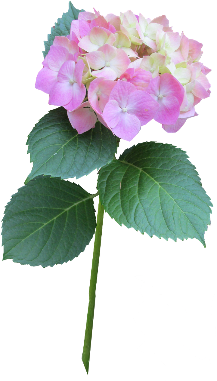 Pink_ Hydrangea_ Bloom_ Transparent_ Background.png PNG