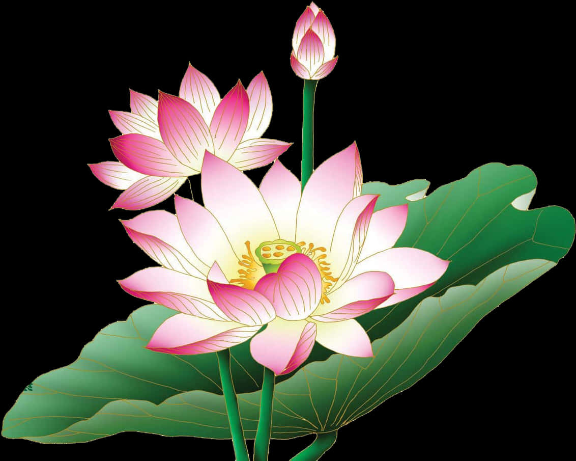 Pink_ Lotus_ Flower_ Illustration PNG