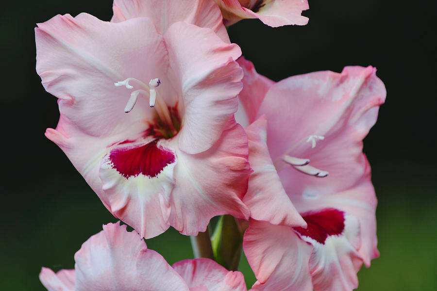 Lyserøde Gladiolus Blomster Wallpaper