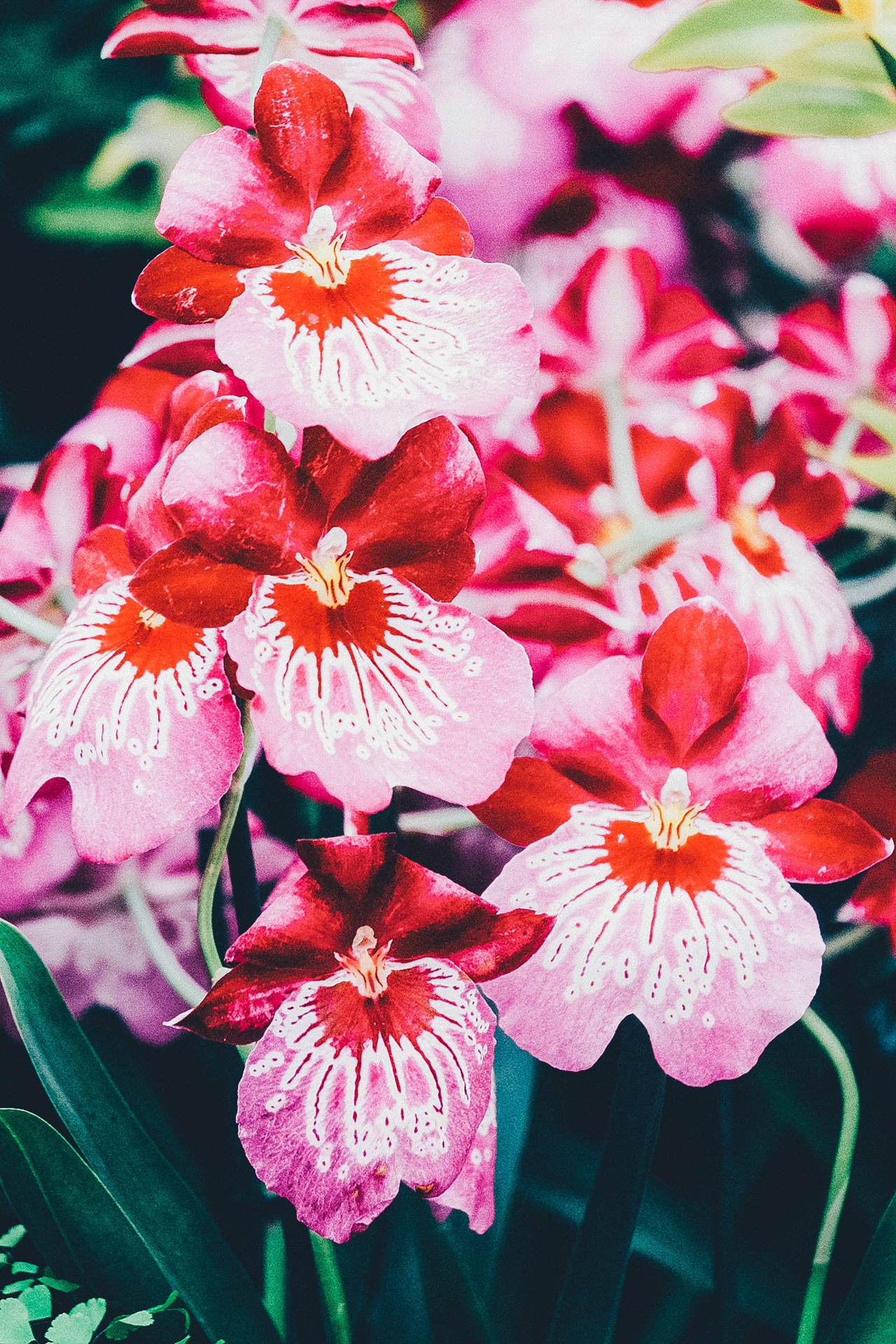 Pinkish Red Orchids