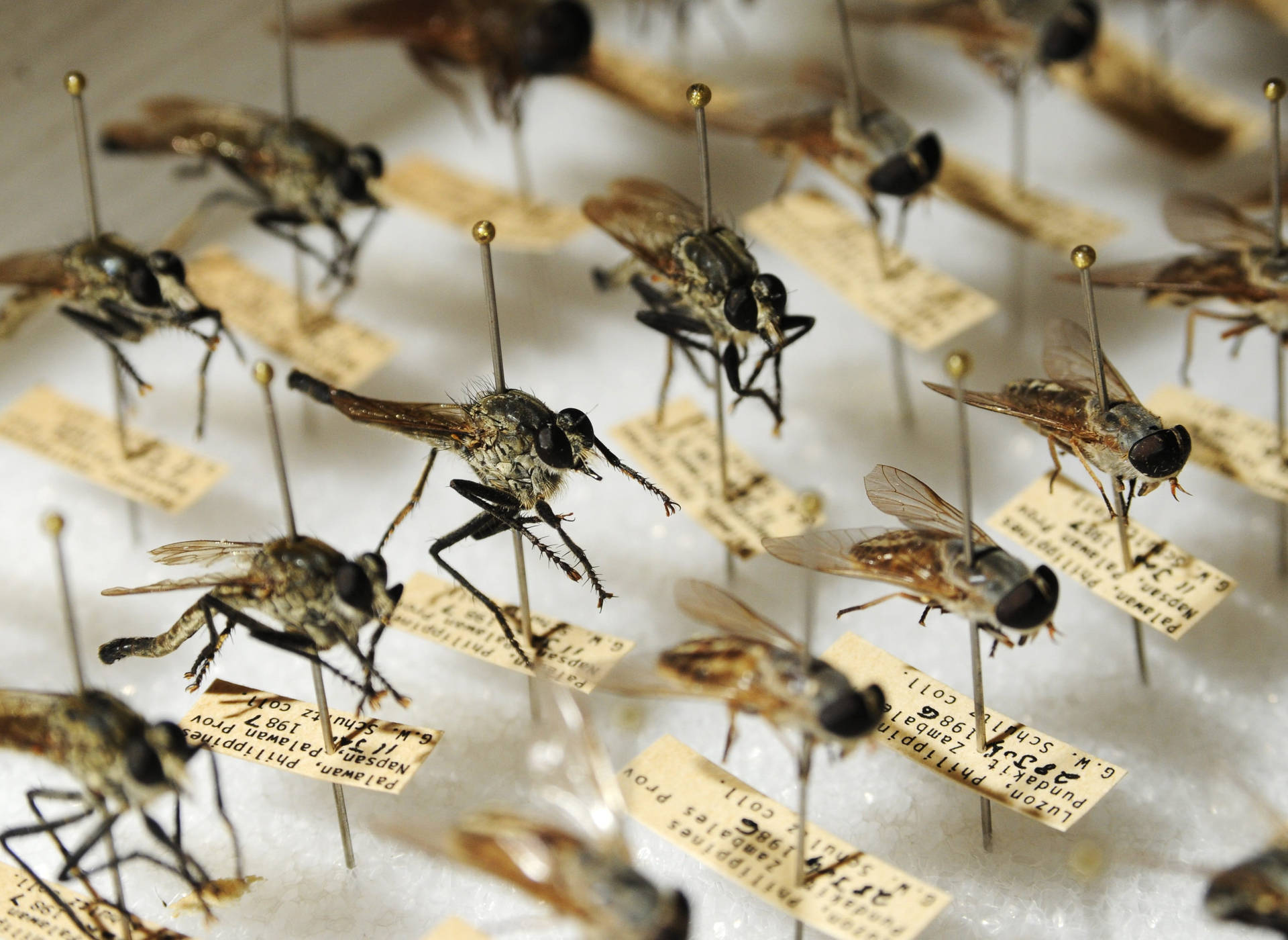 Pinned Mosquito Breed Wallpaper