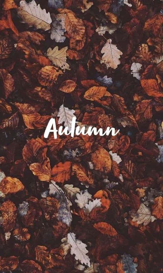 Celebrate Autumn with a Pinterest Board Wallpaper