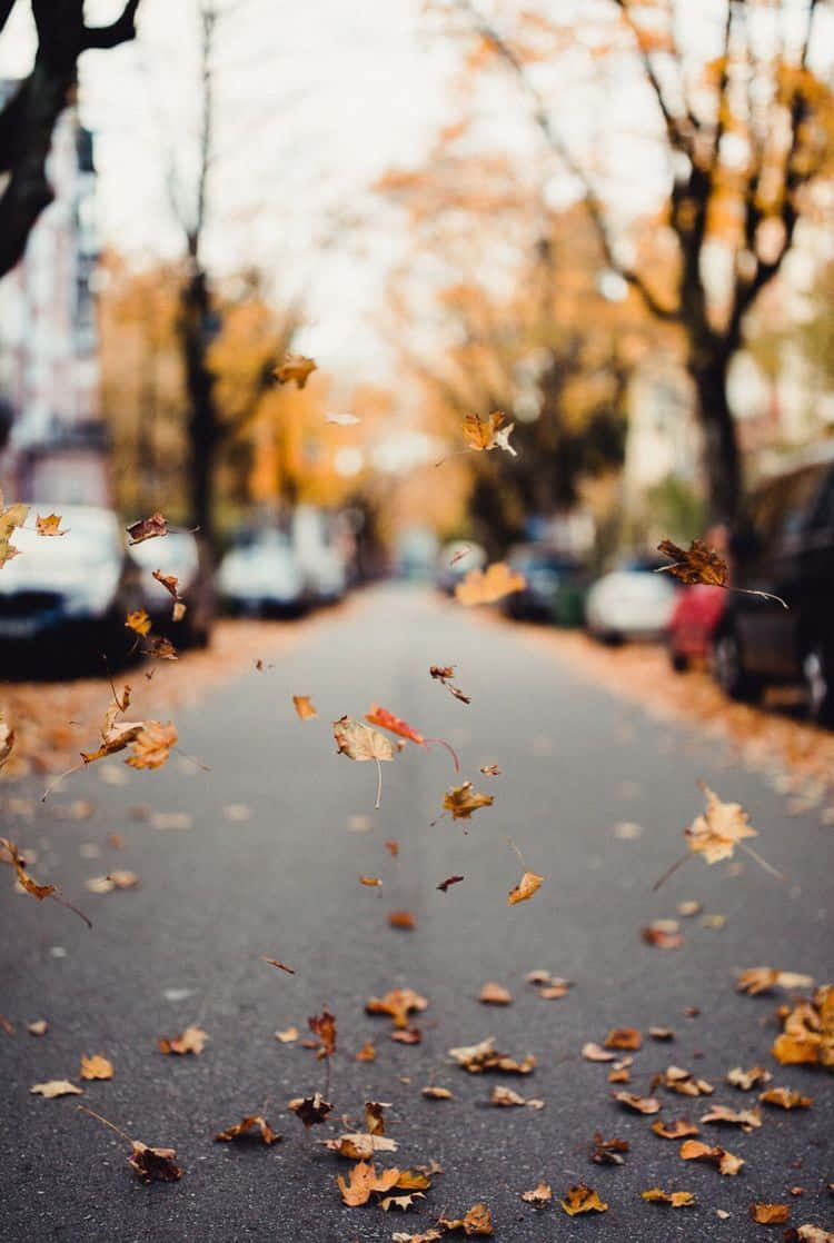 Pinterest Bright And Empty Autumn Road Wallpaper