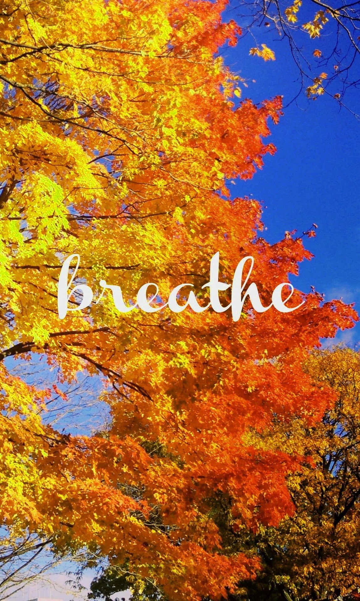 Pinterest Autumn Tree Breathe Word Wallpaper