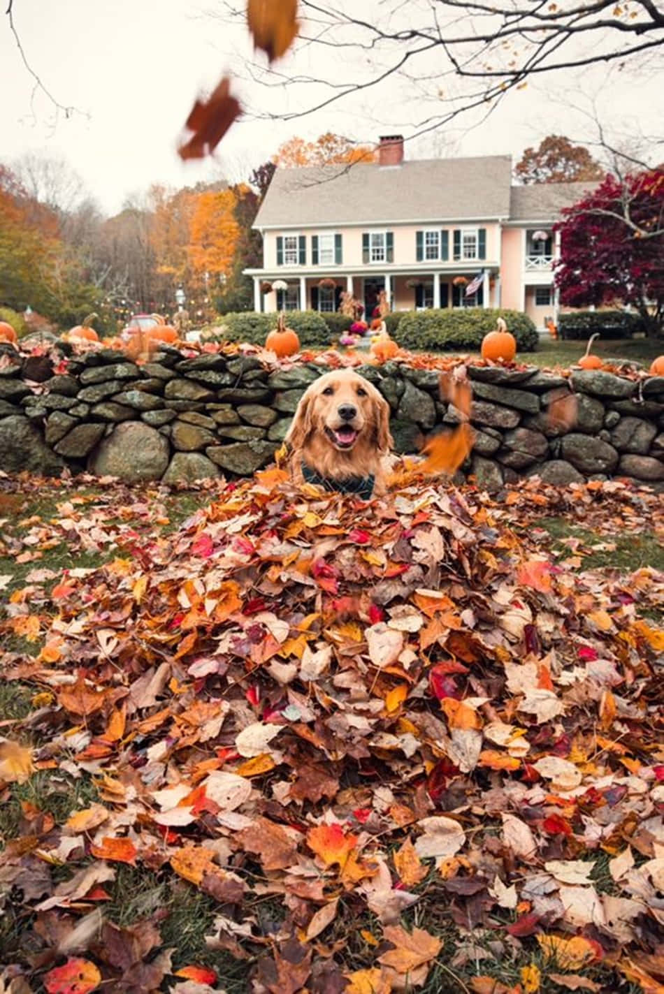 Pinterestgolden Retriever Hund Im Laubstapel Im Herbst Wallpaper