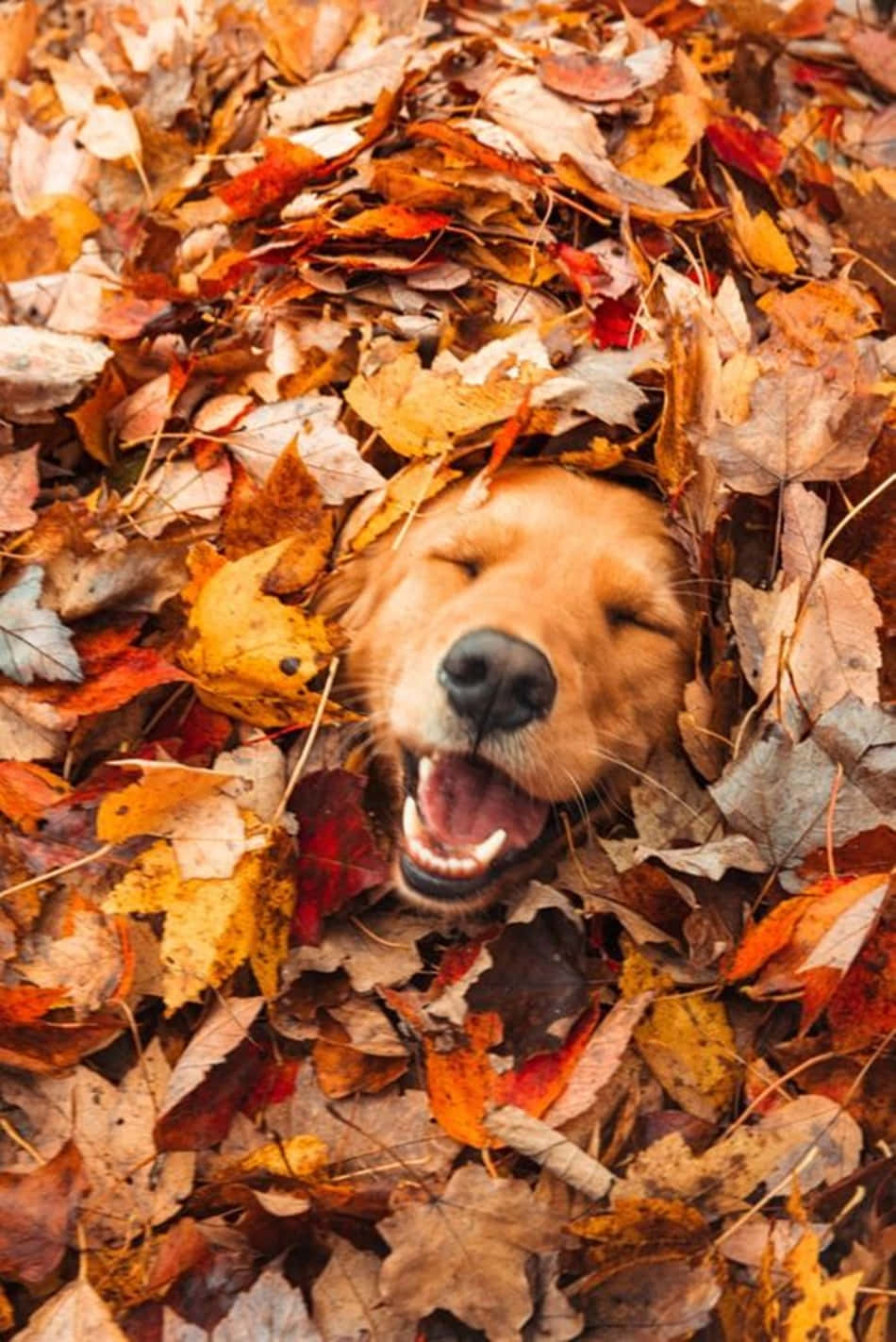 Erhellensie Ihren Herbst Mit Dieser Atemberaubenden, Von Pinterest Inspirierten Herbstlandschaft. Wallpaper