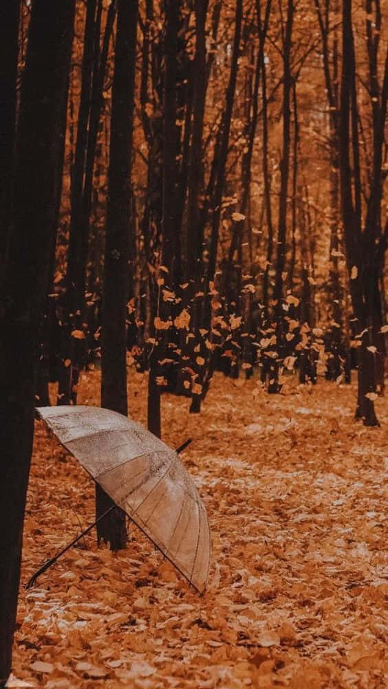 Pinterest Autumn Forest And Transparent Umbrella Wallpaper