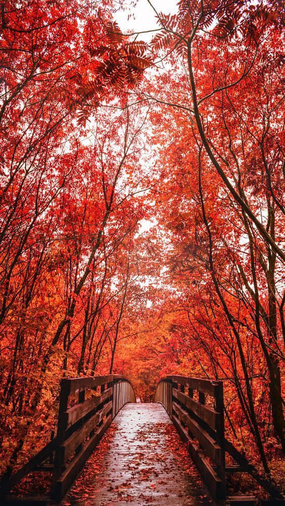 A Wooden Bridge In The Forest With Red Leaves Wallpaper