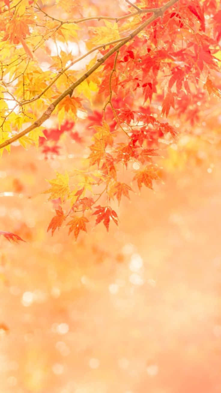Enjoy the Season of Change with a Touch of Autumn Wallpaper