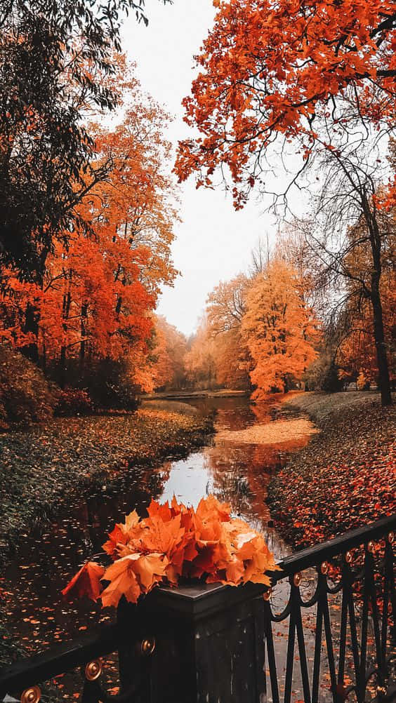 Herbstästhetikfoto Eines Rustikalen Holzzauns Mit Roten Und Orangefarbenen Blättern. Wallpaper