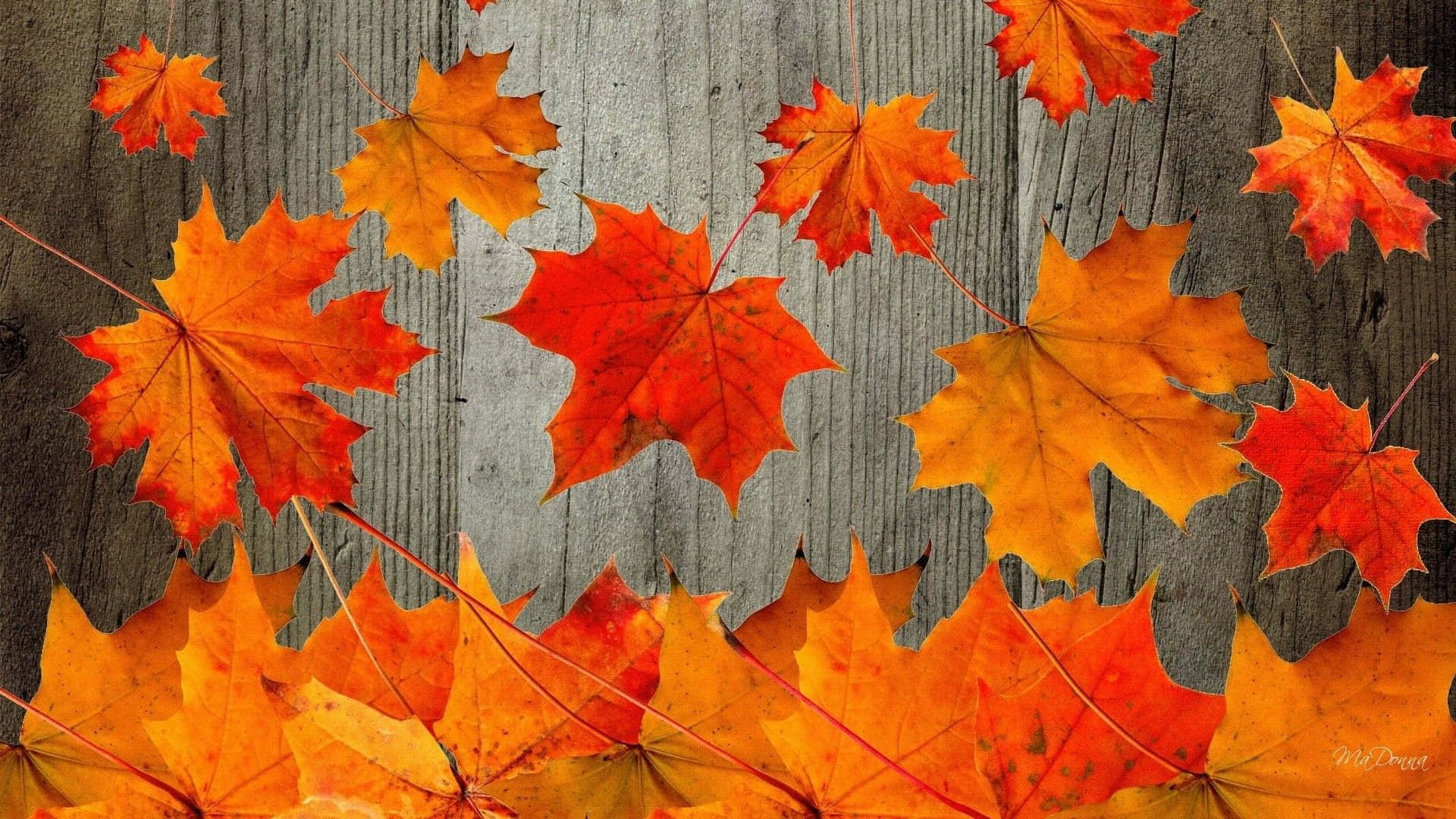 Autumn Leaves On A Wooden Background