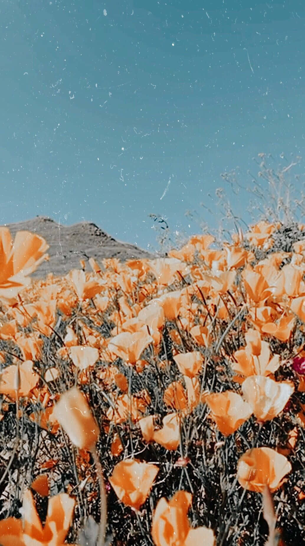 Pinterest billeder fyldt med klassiske lyseblå blomster.