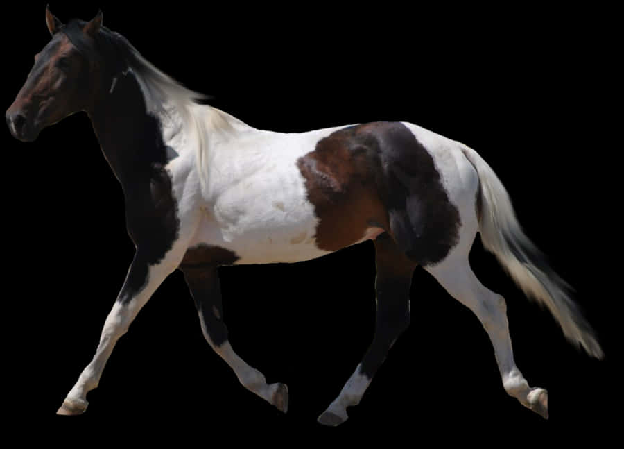 Pinto Horsein Motion PNG