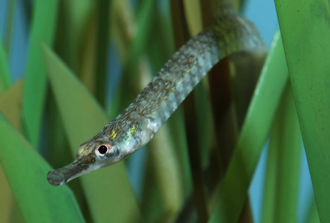 Pipefish Camouflaged Among Seagrass.jpg Wallpaper