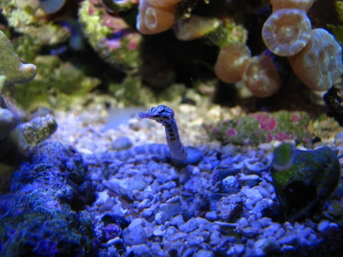 Pipefish In Aquatic Setting Wallpaper