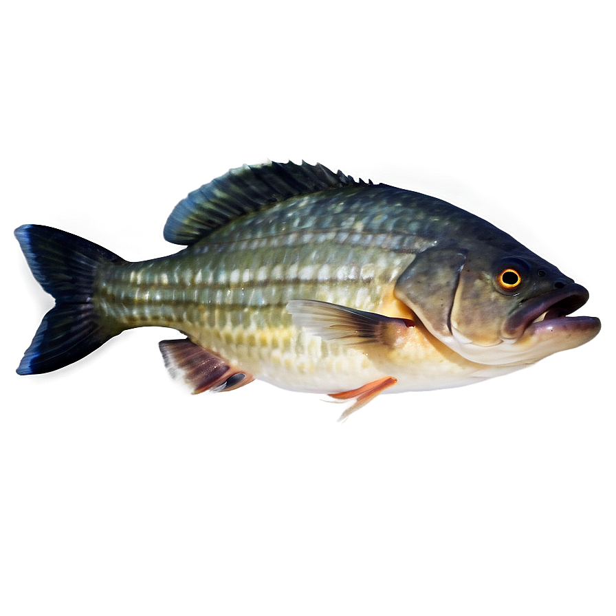 Piranha Fish Png 04292024 PNG