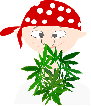 Pirate Cartoonwith Cannabis Leaf PNG