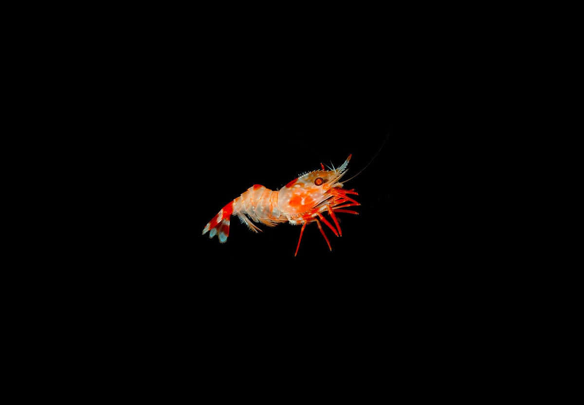 Pistol Shrimp In Darkness Wallpaper