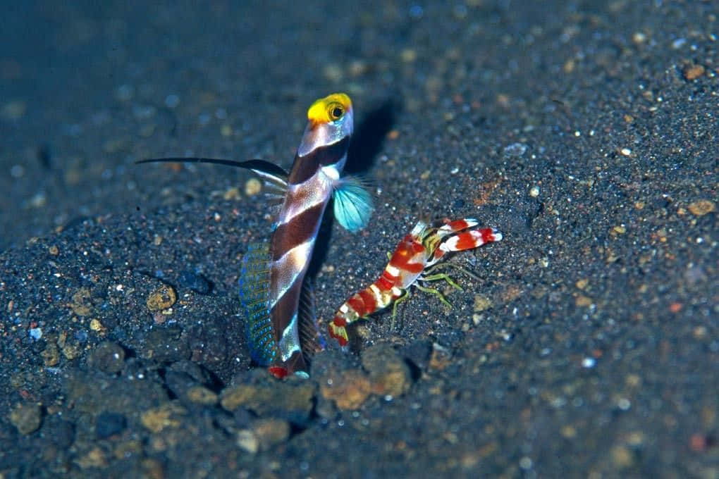 Pistol Shrimp Showcasing Vibrant Colors In Their Natural Habitat Wallpaper