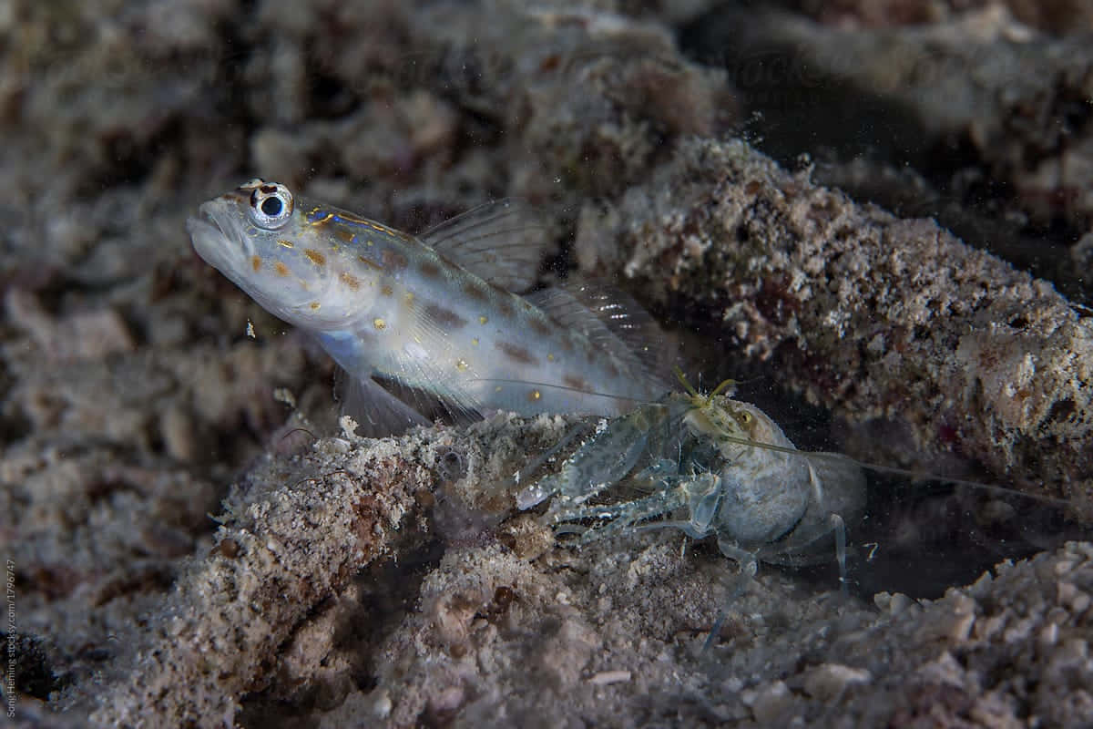 Pistol Shrimp With Goby Fish Wallpaper