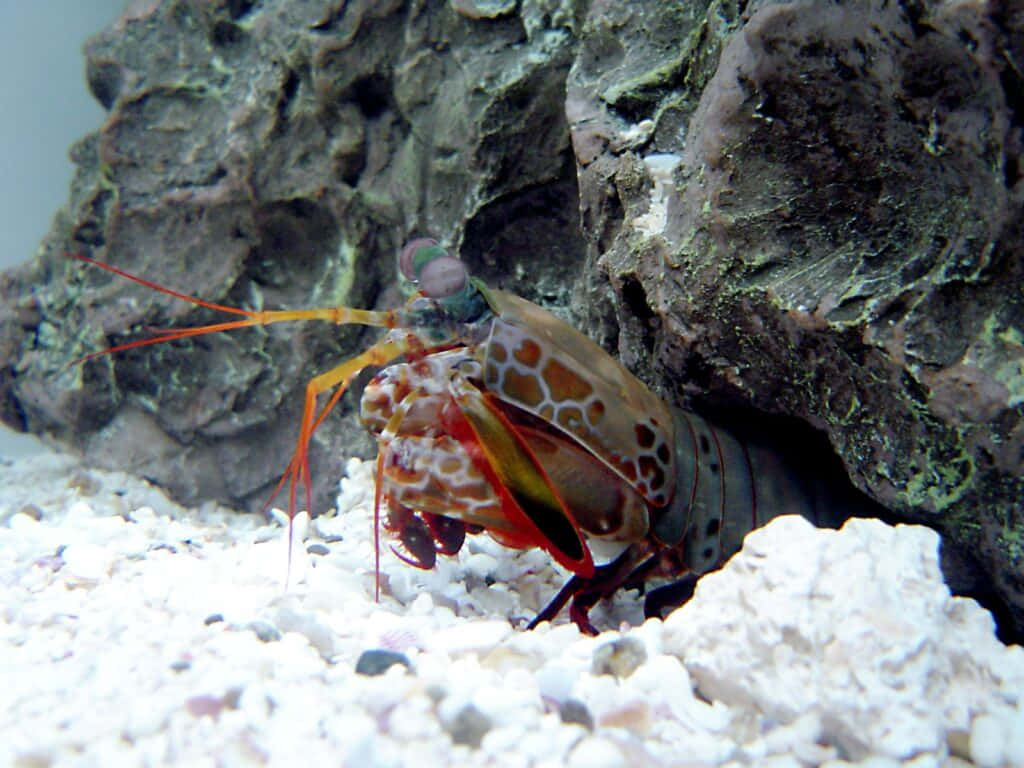 Pistol Shrimpin Aquarium Habitat Wallpaper