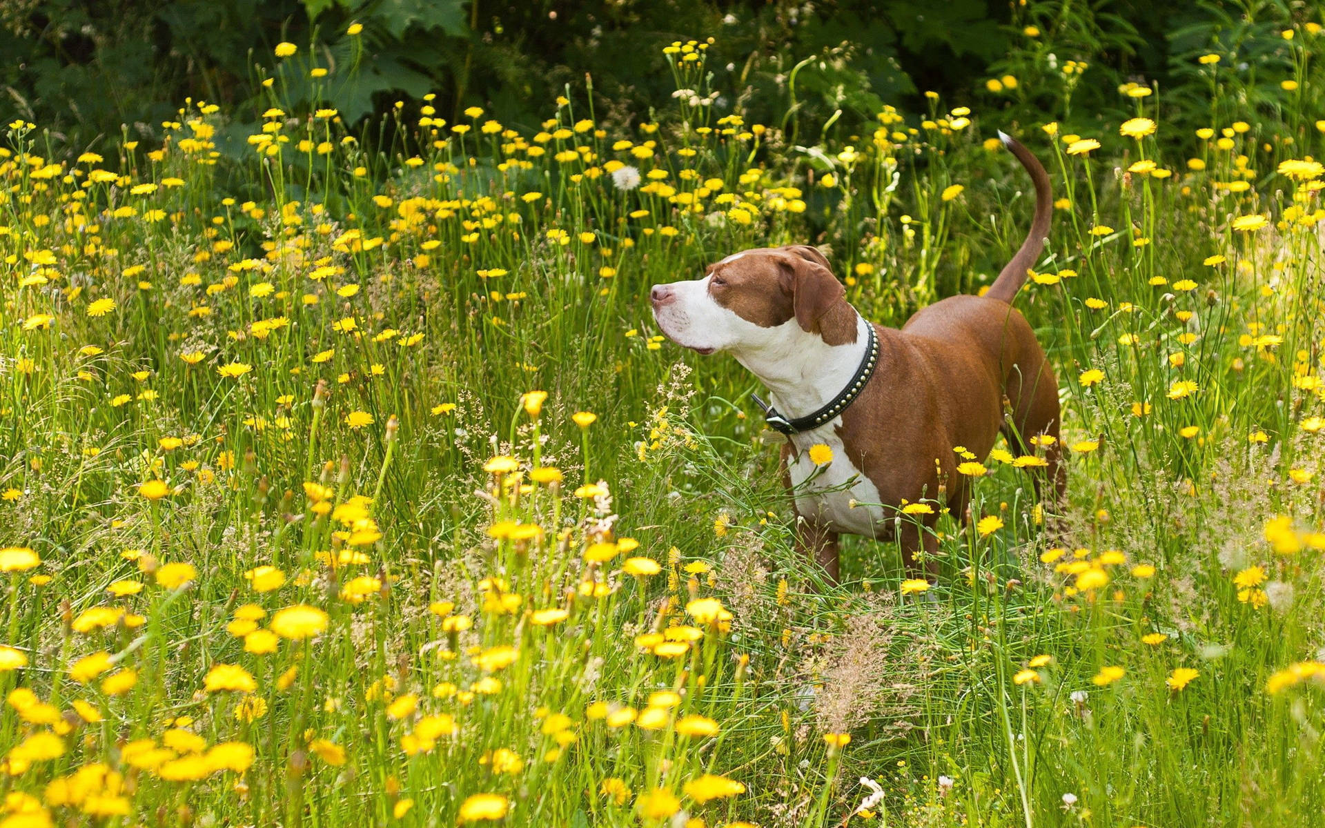 A Lovely Pit Bull Dog Enjoying the Sunny Day in a Field of Flowers Wallpaper