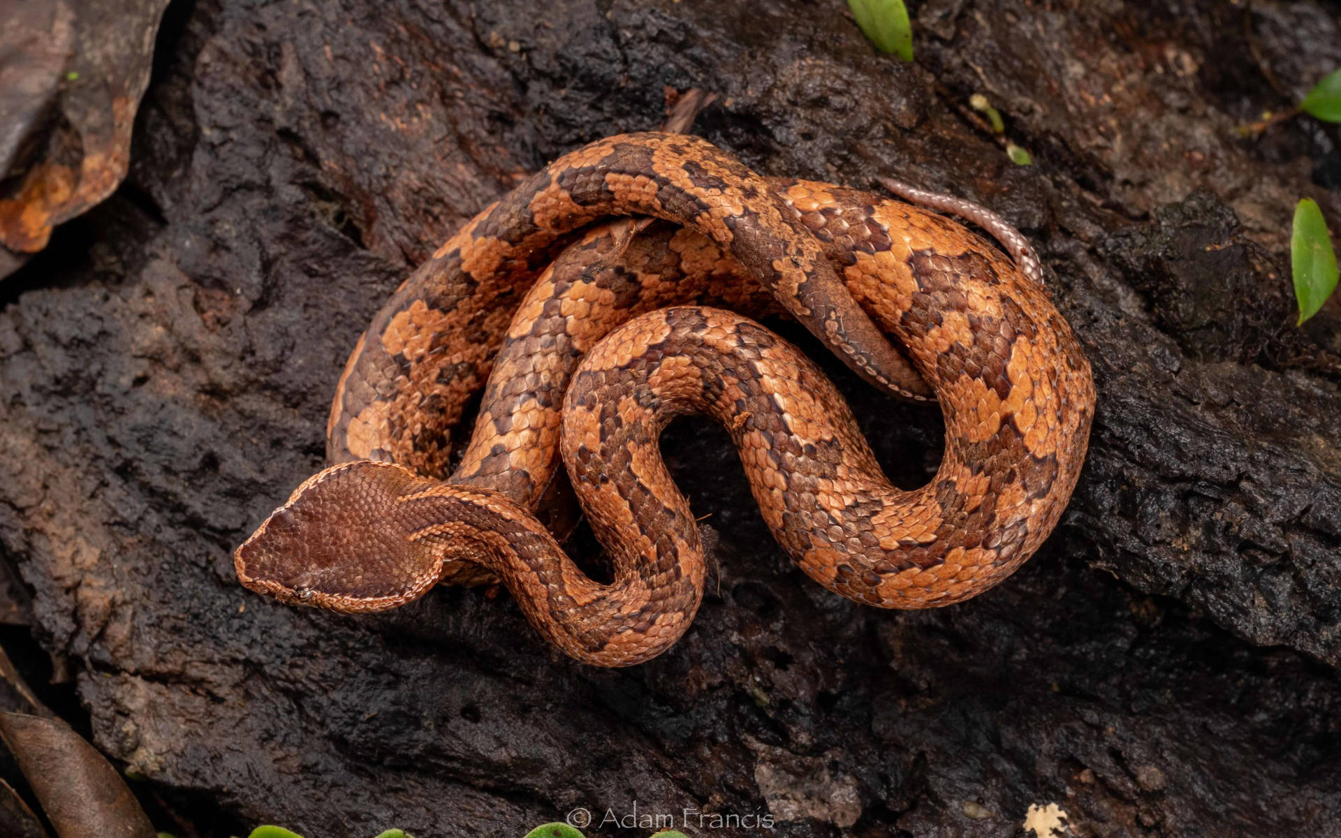 Pit Mountain Viper Brown Wood Background